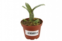 Neoregelia liliputana