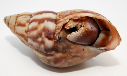 Coenobita violascens L