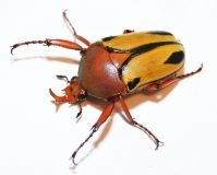 Eudicella trilineata interruptefasciata
