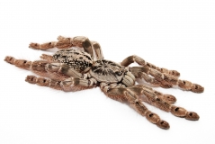 Stromatopelma calceatum s