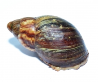 Archachatina papyracea