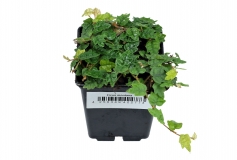 Ficus montana