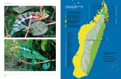 Furcifer pardalis - Das Pantherchamäleon