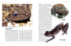 Moosfrösche - Die Gattung Theloderma