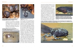 Moosfrösche - Die Gattung Theloderma