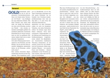 Der Goldbaumsteiger (Dendrobates auratus)