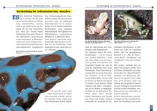 Der Goldbaumsteiger (Dendrobates auratus)