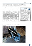 Der Färberfrosch - Dendrobates tinctorius