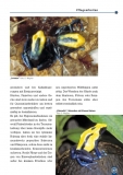 Der Färberfrosch - Dendrobates tinctorius