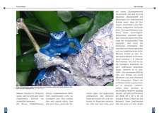 Der Blaue Pfeilgiftfrosch - Dendrobates tinctorius azureus