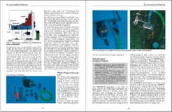 Bromelien, Orchideen und Farne im Tropenterrarium