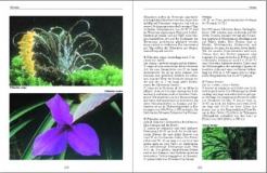 Bromelien, Orchideen und Farne im Tropenterrarium