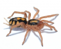 Hapalopus formosus (kleine Form) m/l