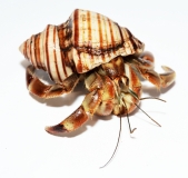 Coenobita compressus