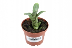 Neoregelia lilliputiana AKESO