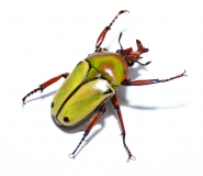 Coelorrhina loricata Imago