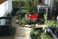 Kaltwasserfische - Freilandhaltung einheim. und exotischer Arten