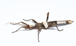 Sungaya inexpectata lowland