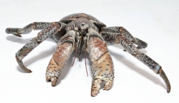 Birgus latro - SULAWESI BLUE s