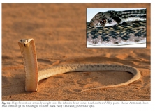 Reptile Life in the Land of Israel