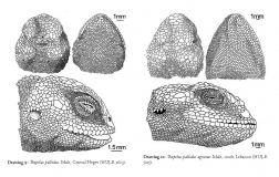 Reptile Life in the Land of Israel