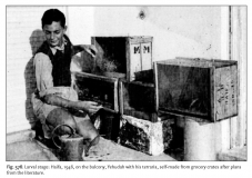 Reptile Life in the Land of Israel