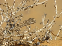 Reptile Life in the Land of Israel