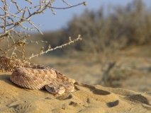 Reptile Life in the Land of Israel
