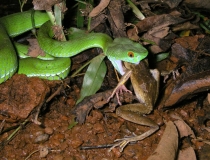 Amphibians and Reptiles of Southern Vietnam