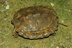 Amphibians and Reptiles of Southern Vietnam