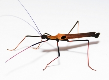 Pseudophasma scabriusculum