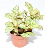 Fittonia verschaffeltii PINK