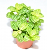 Fittonia albivenis