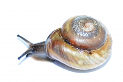 Pleurodonte isabella