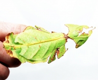Phyllium giganteum