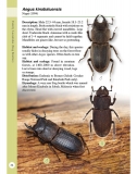 A Guide to Beetles of Borneo