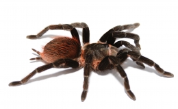 Brachypelma epicureanum L