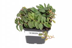 Marcgravia spec. SMALL
