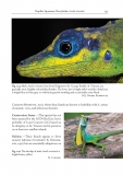 Amphibians and Reptiles of the St. Vincent and Grenada Banks, We