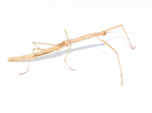 Phaenopharos khaoyaiensis m