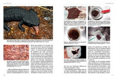 Molche und Salamander - halten und züchten (Softcover)