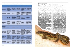 Molche und Salamander - halten und züchten (Softcover)