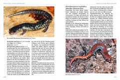 Molche und Salamander - halten und züchten (Softcover)