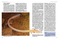 Molche und Salamander - halten und züchten (Softcover)