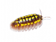 Armadillidium gestroi