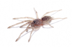 Chilobrachys sp. Kaeng Krachan m