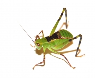 Stilpnochlora couloniana