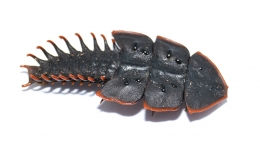 Platerodrilus foliaceus