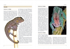 Chamäleons - Drachen unser Zeit