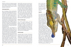 Chamäleons - Drachen unser Zeit